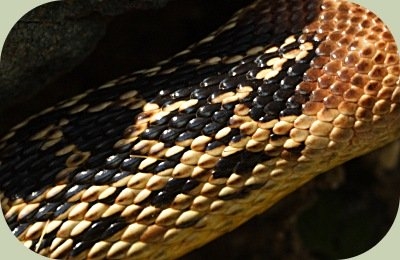 Kígyók: hogyan lehet azonosítani őket?