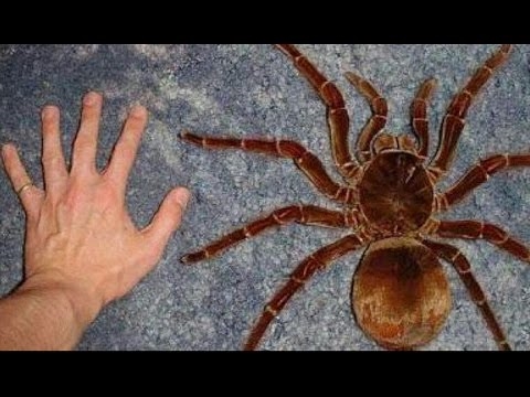 Tarantule Mala usamljena i bespomoćna bića