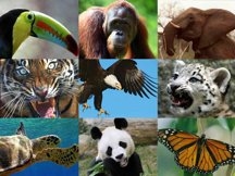 التنوع البيولوجي في المكسيك ، تحديا للحفظ
