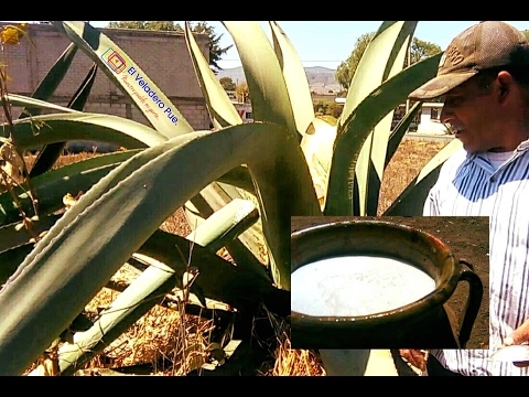 Gréngen Tlaxcala Cocktail: Mëschung aus Pulque a Meeder