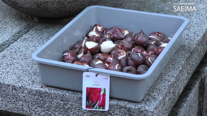 Recepte tulpes pagatavošanai ar tropu augļiem