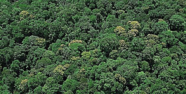 Chiapas yağış meşəsinin bitkiləri və çiçəkləri