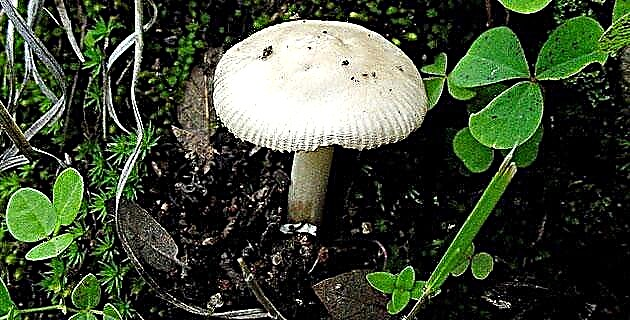 Unha gran incógnita: o fungo