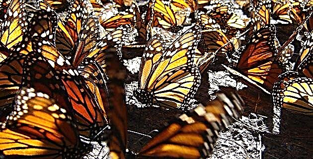 Monarkki perhosuojukset Meksikossa