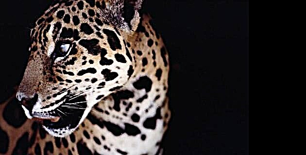 Guerrero, mirovên jaguar