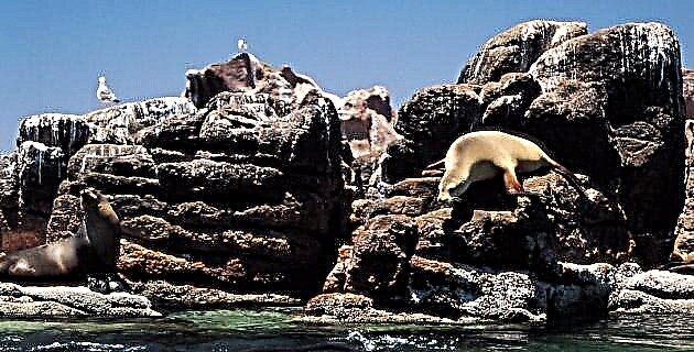 Pulo Guadalupe, siji maneh swarga sing bakal ilang, Baja California
