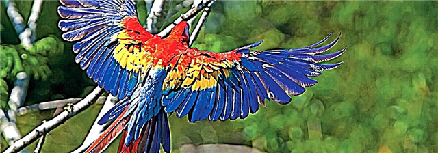Macaw-urile verzi și roșii