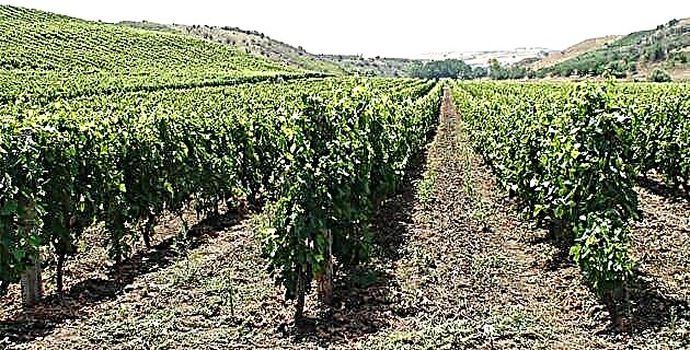 Борозенки виноградної лози