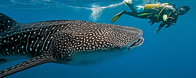 10 điều bạn cần biết về cá mập voi