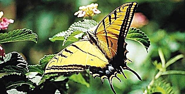 군주 나비는 Oyamel Michoacán의 숲에 나타납니다.