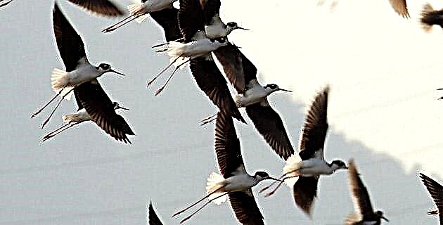 As aves migratórias de Zoquipan, terra Nayarit