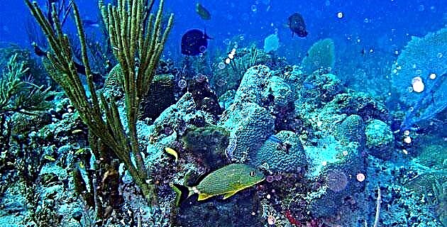 Great Mayan Reef, qhov thib ob loj tshaj plaws hauv ntiaj teb (Quintana Roo)