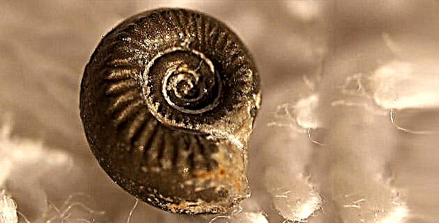 Ammonité: brána minulosti