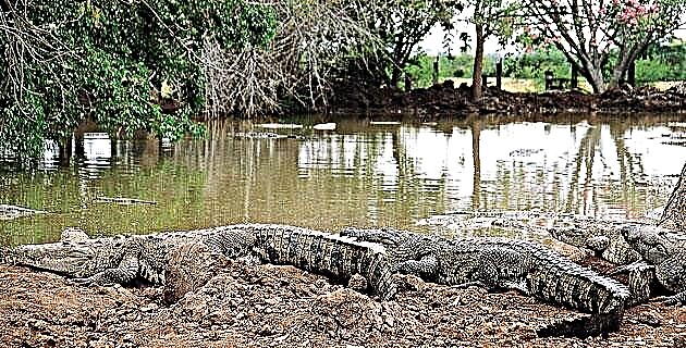 Krokodiller zu Sinaloa erzéien