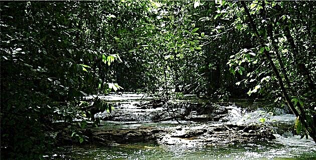 Postaja Chajul, za biotsko raznovrstnostjo džungle Lacandon