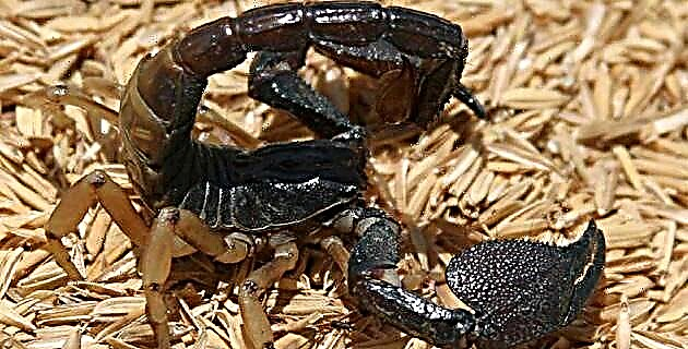 Le Campeche scorpion, o se le iloa nofo i Mexico