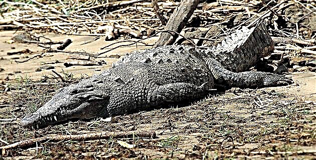 Crocodylus acutuse kaitse Sumidero kanjonis