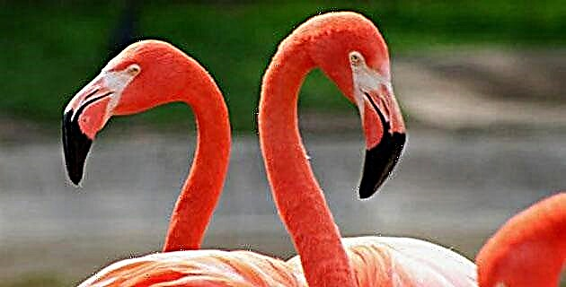 The pink flamingos of Ría Celestún, Yucatán
