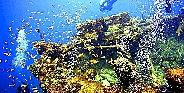 الشعاب المرجانية الاصطناعية في لاباز. بعد سنة واحدة.