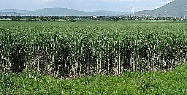 Сбор сахара и выращивание сахарного тростника в Матакларе