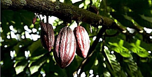 Paradijs, Tabasco. Het land van cacao