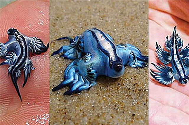 Déi mysteriéis Kreatur vum Blue Dragon, deen an Australien fonnt gouf, ass beandrockend an 100% richteg