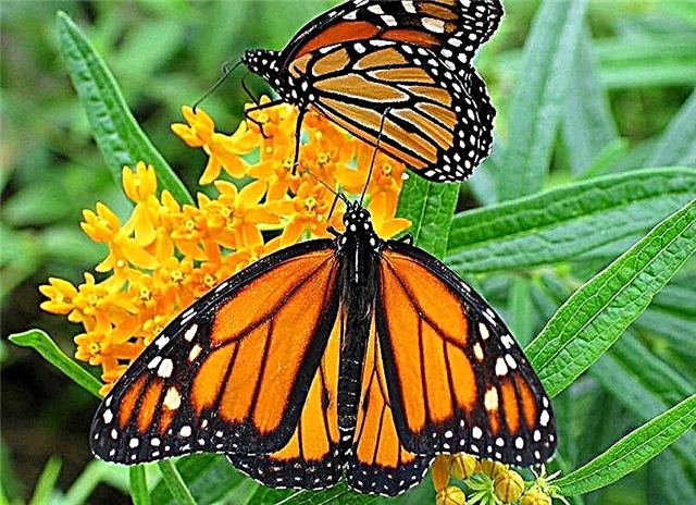 5 santuários da borboleta monarca: tudo o que você precisa saber