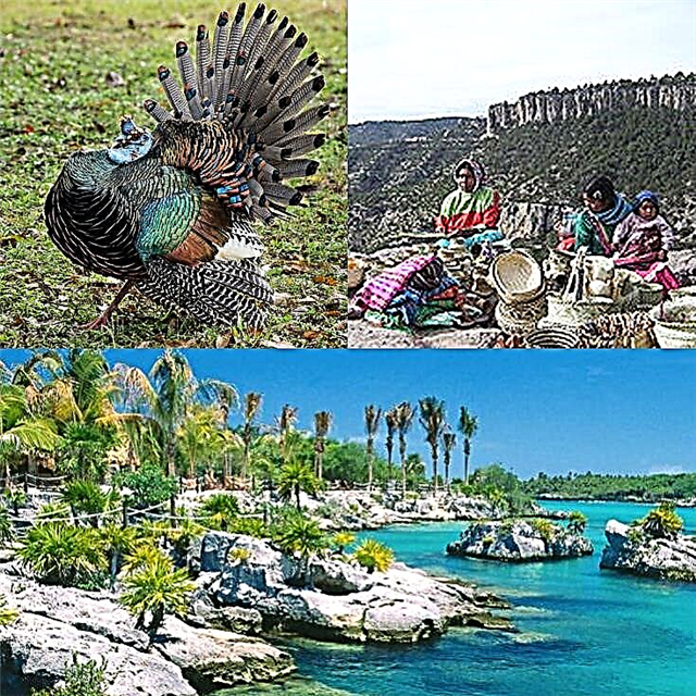 Zašto je Meksiko zemlja Megadiversea?